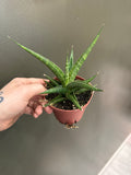 Sanseveria Prabu
