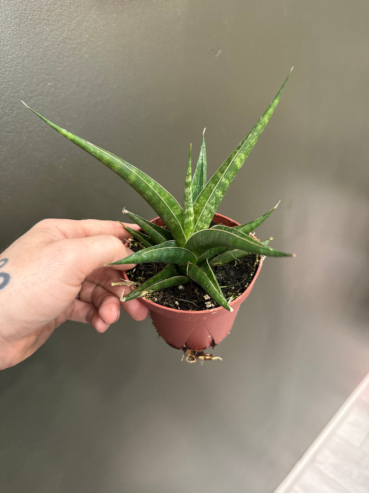 Sanseveria Prabu