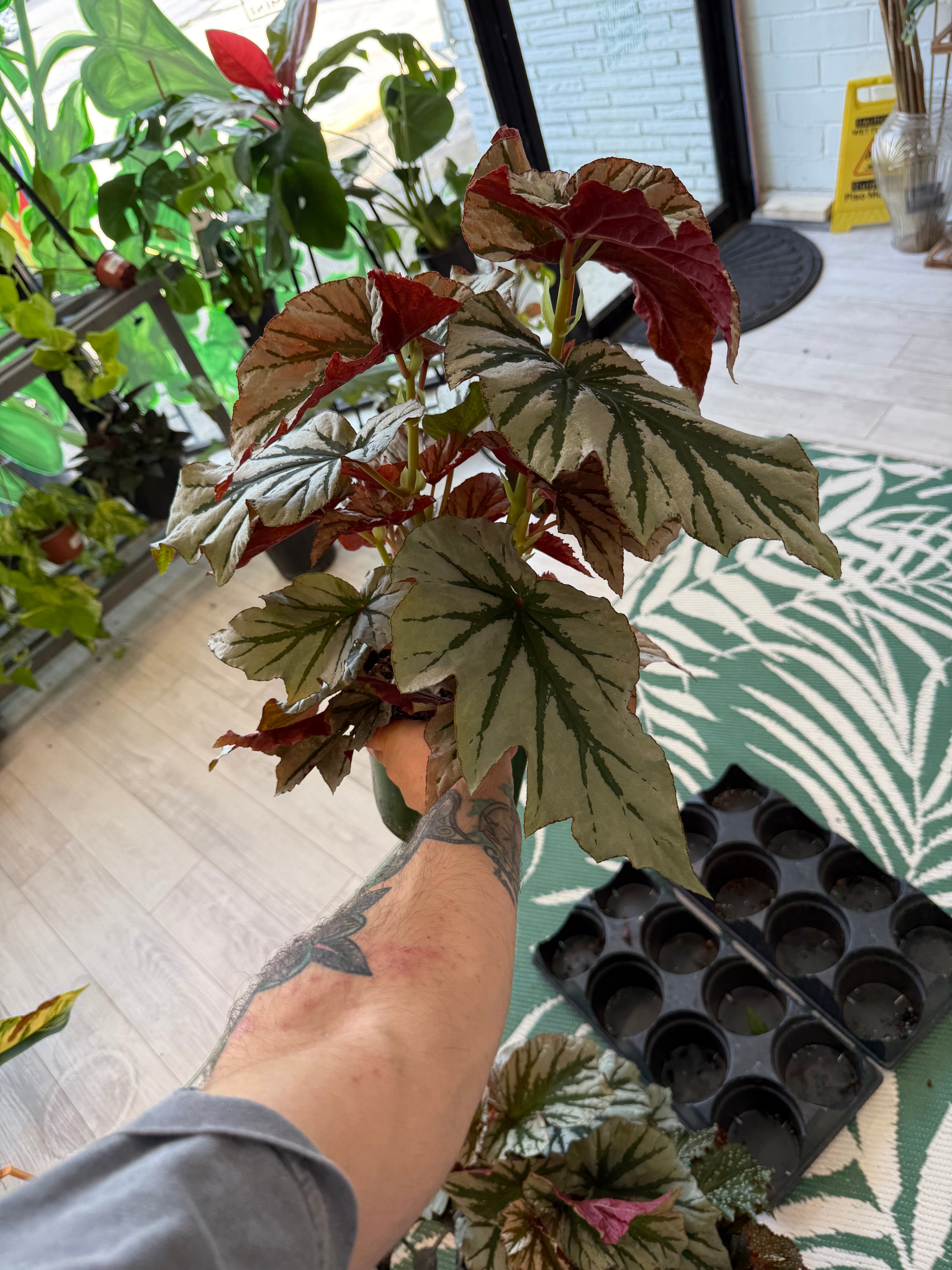 Begonia Looking Glass