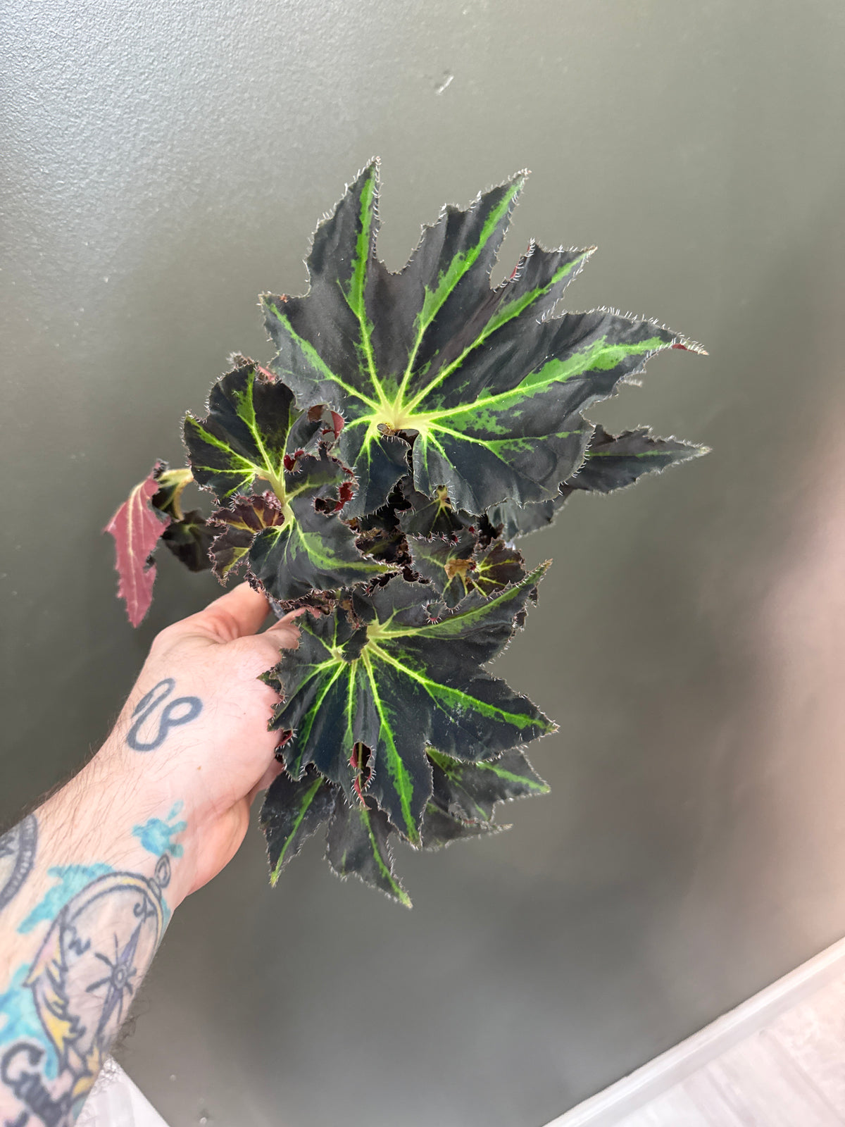 Begonia Black Fancy