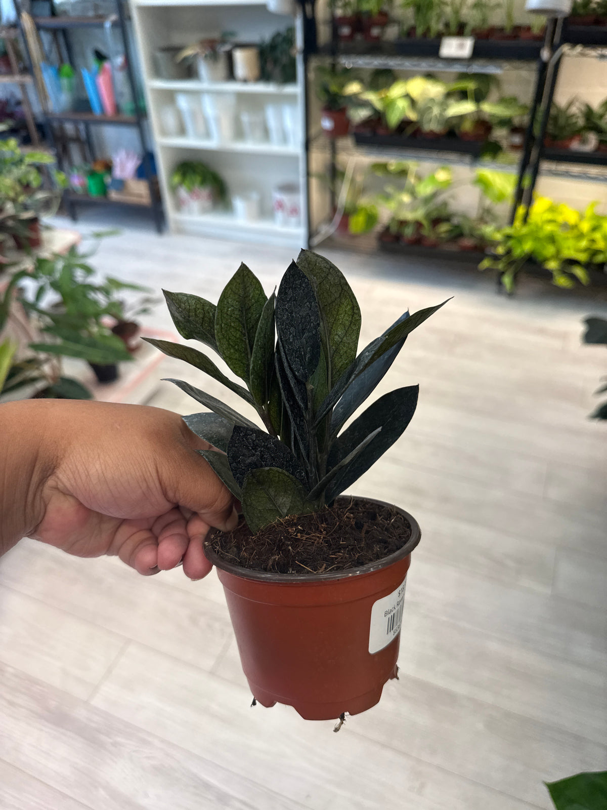 Black Raven ZZ Plant