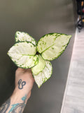 Aglaonema Snow White