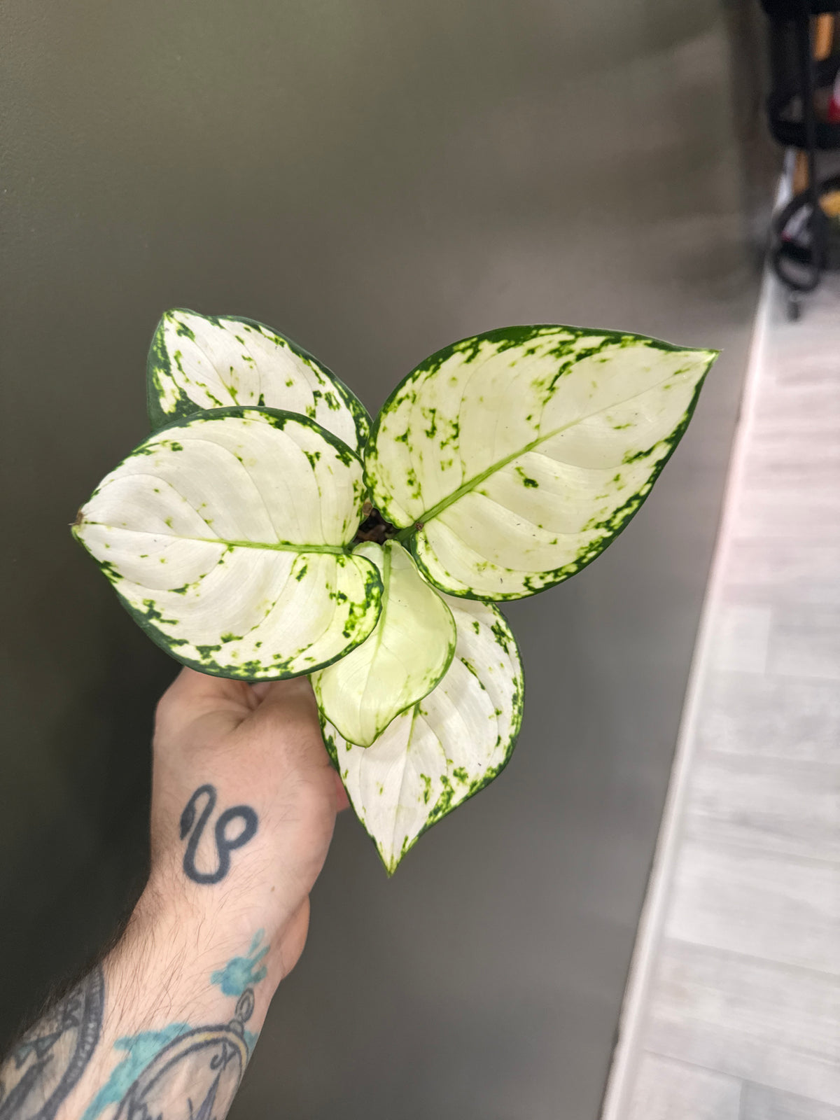 Aglaonema Snow White