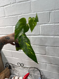 Epipremnum Yellow Flame