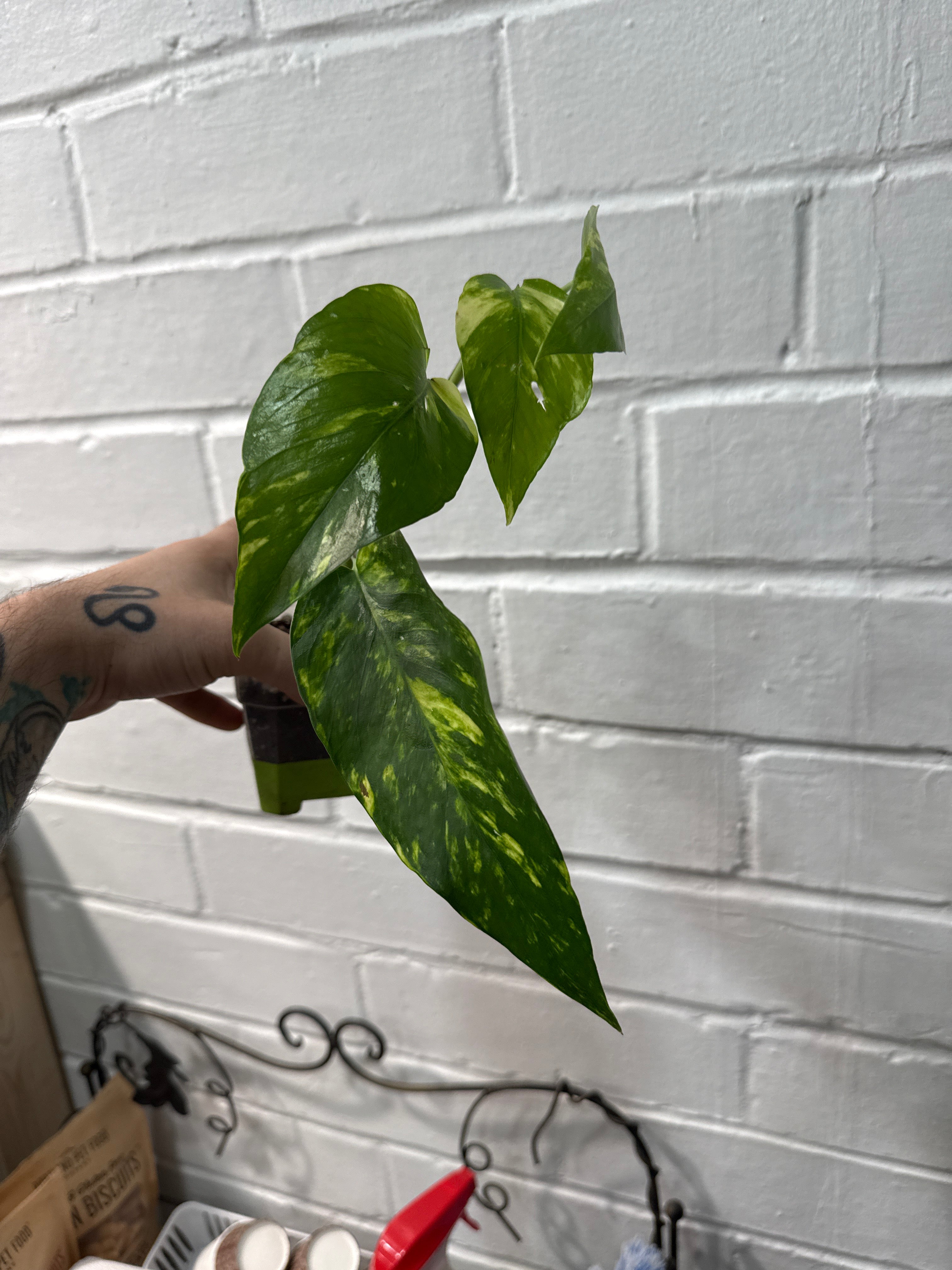 Epipremnum Yellow Flame