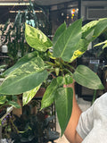 Philodendron Emerald King