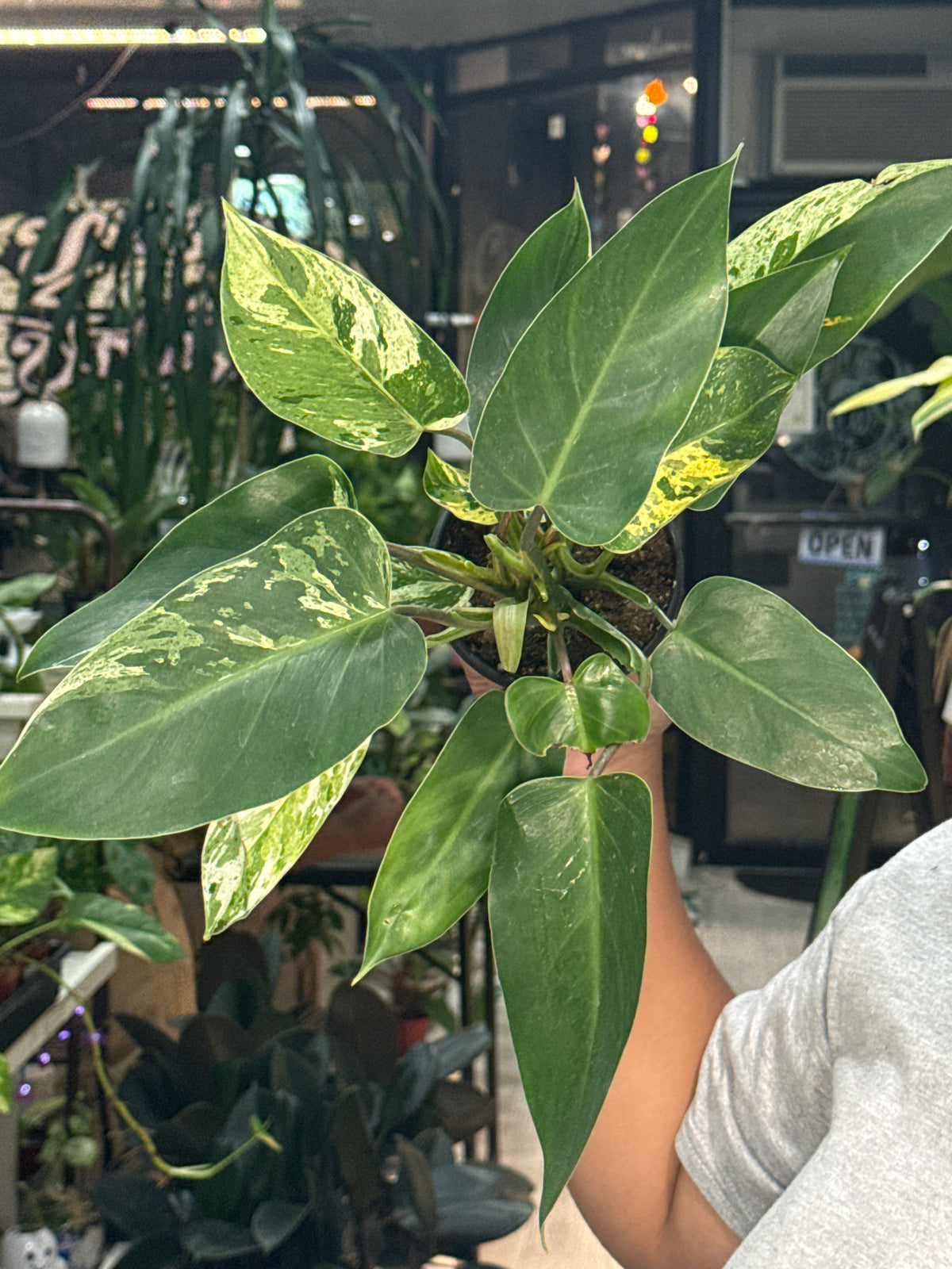 Philodendron Emerald King