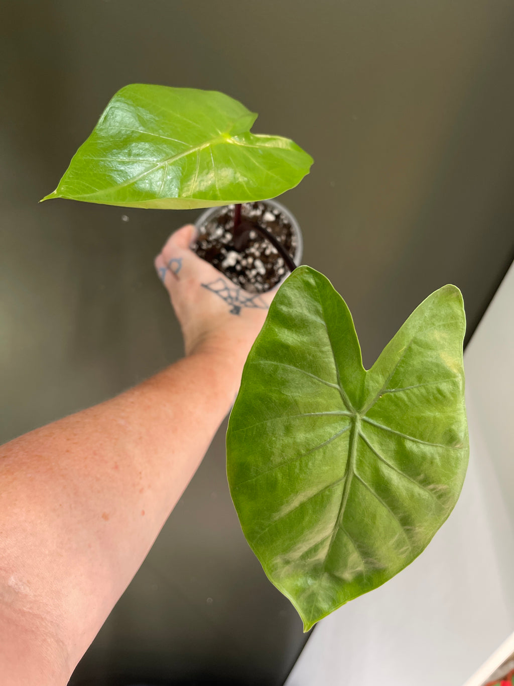 Alocasia Dark Star
