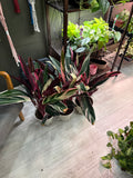 Stromanthe Triostar