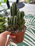 Fairy Castle Cactus
