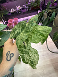 Alocasia Odora Batik