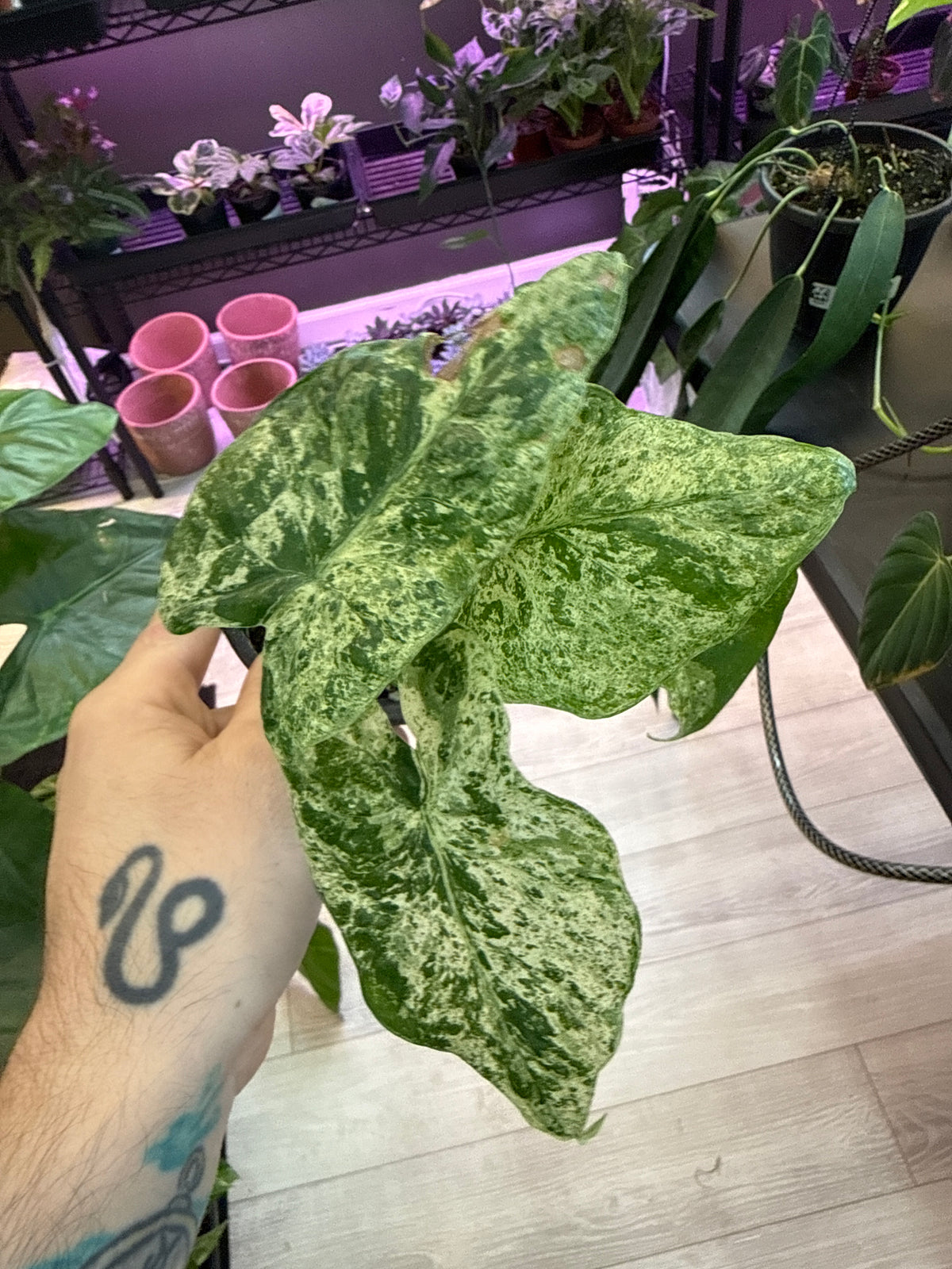 Alocasia Odora Batik