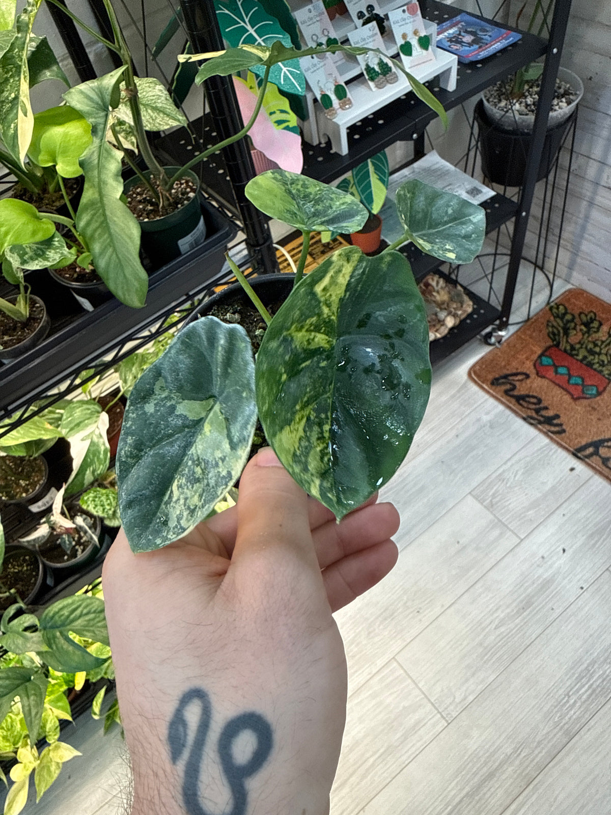 Alocasia Sinuata Aurea