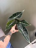 Alocasia Dragons Tooth