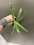 Aglaonema 'Bamboo'