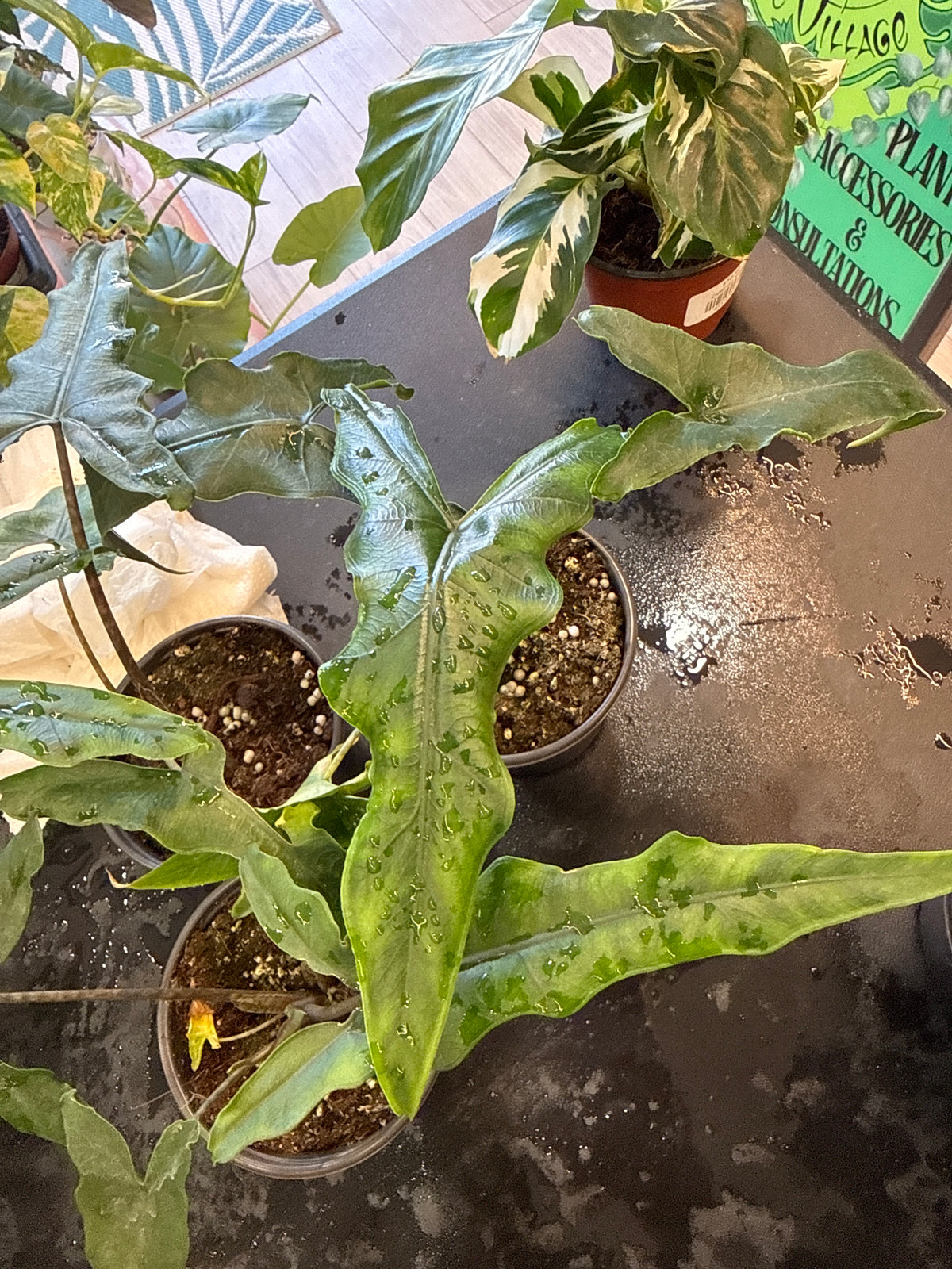 Alocasia Sabrina