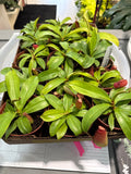 Nepenthes Bloody Mary