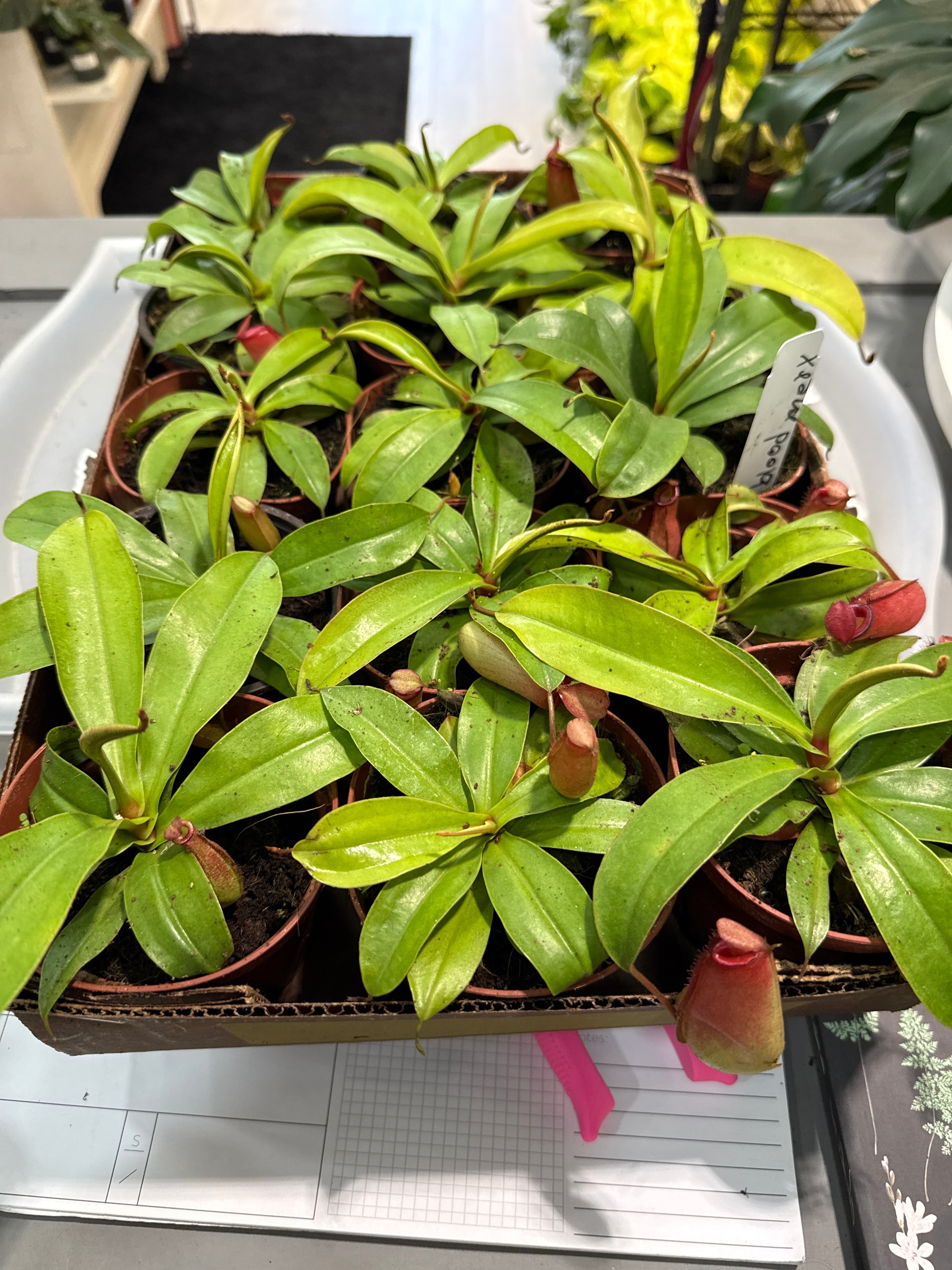 Nepenthes Bloody Mary