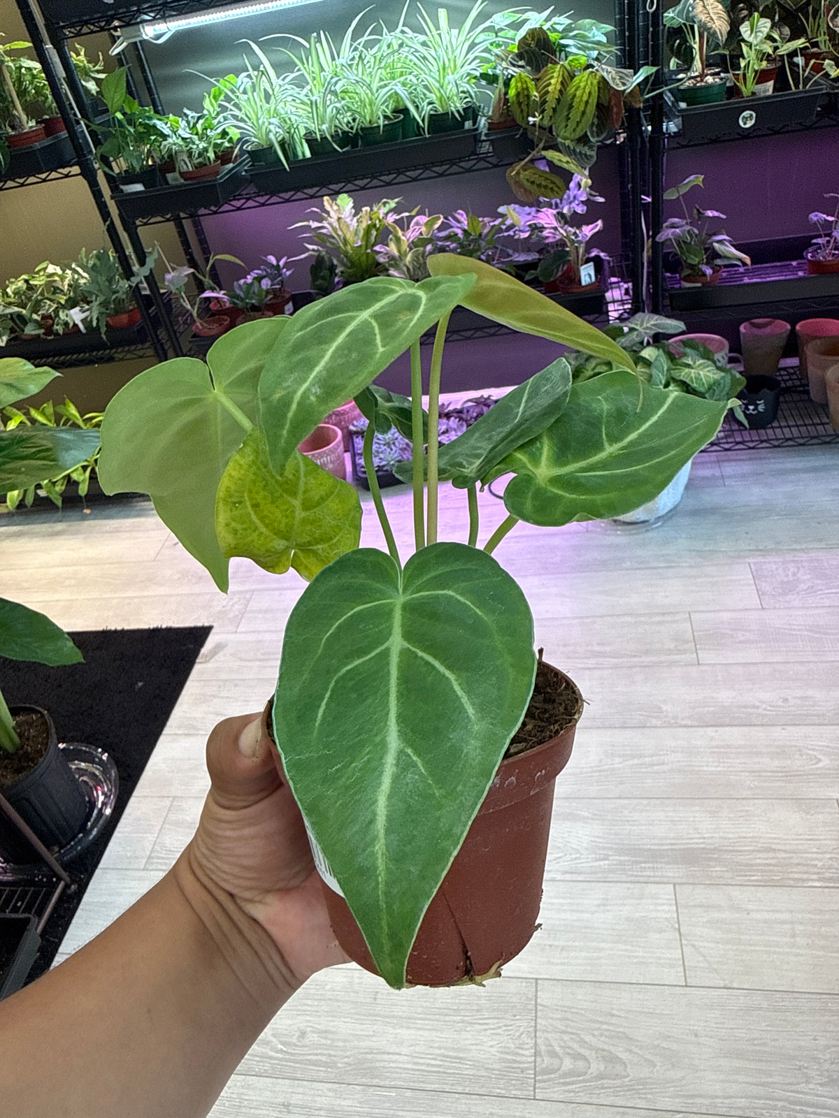 Anthurium NO ID