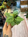 Philodendron Sodiroi
