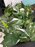 Epipremnum Albo