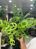 Monstera Adansonii Mint
