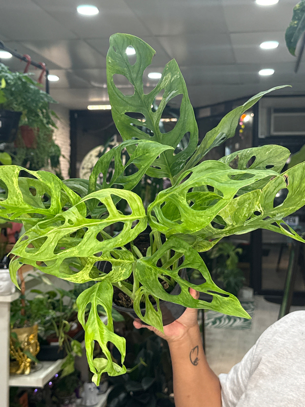 Monstera Adansonii Mint