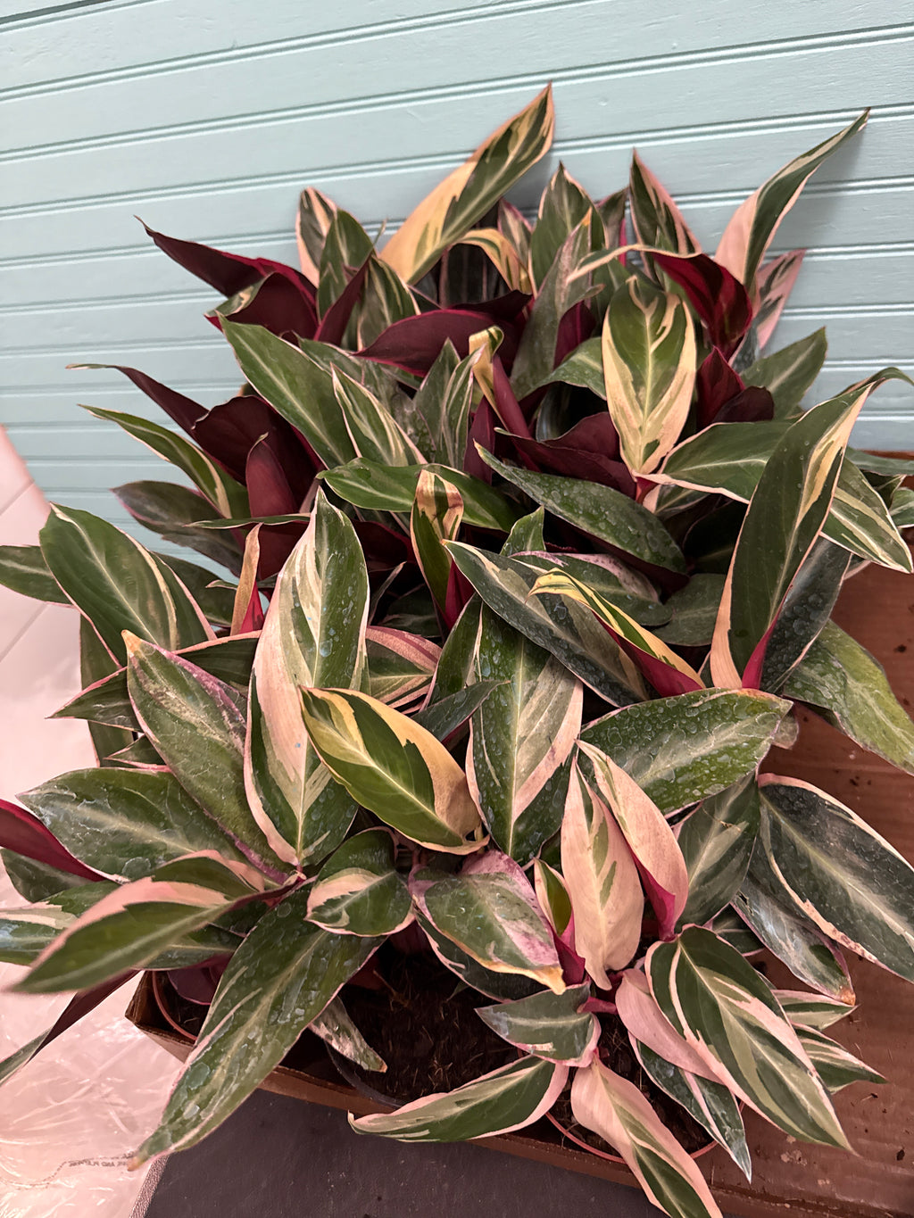 Stromanthe Triostar