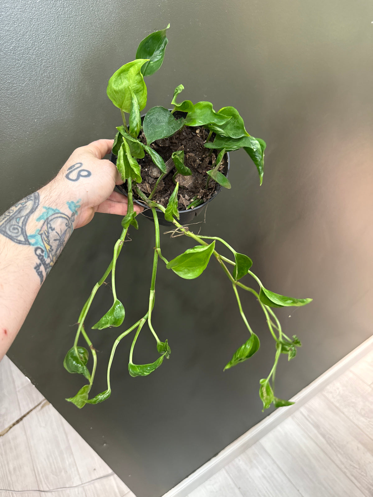 Shangri La Pothos