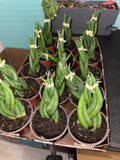 Sanseveria Cylindrica Braid