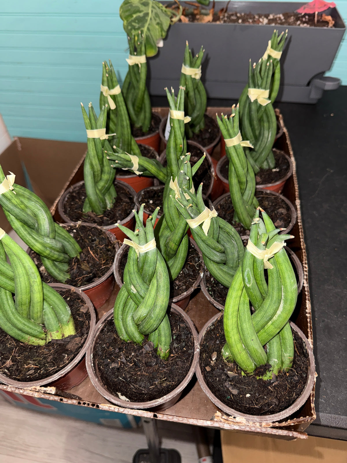 Sanseveria Cylindrica Braid
