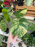 Monstera Aurea