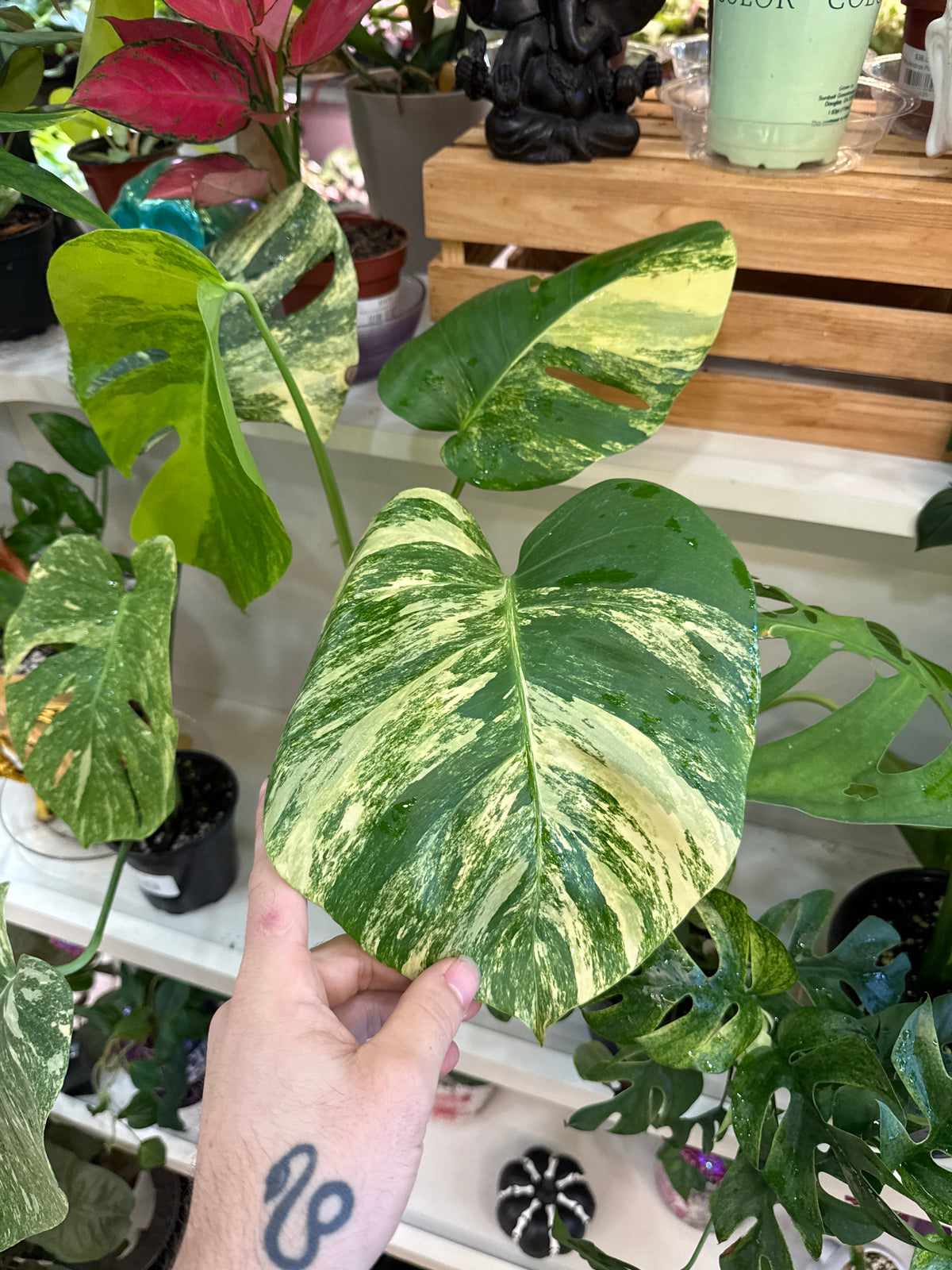 Monstera Aurea
