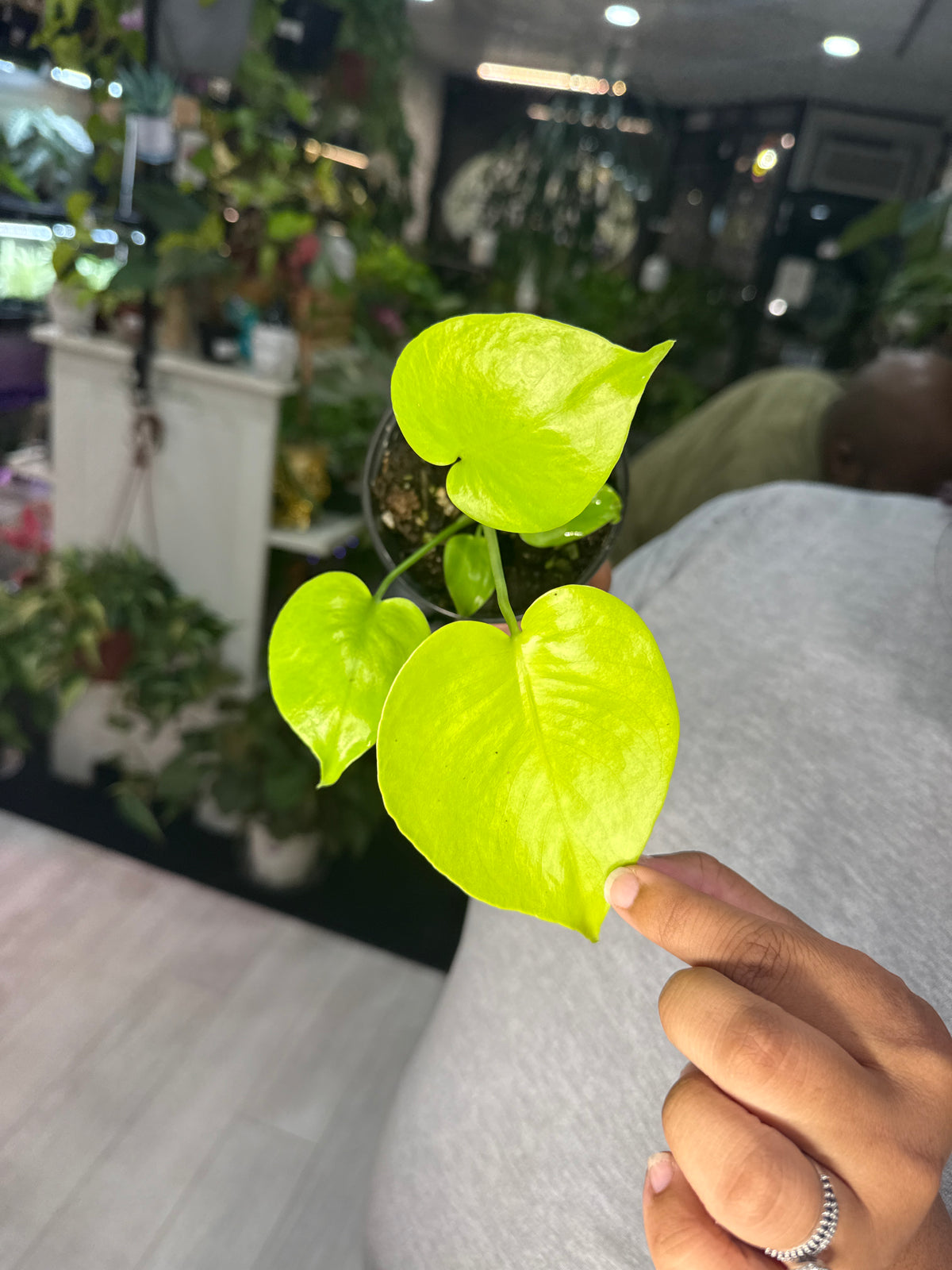 Neon Monstera Deliciosa