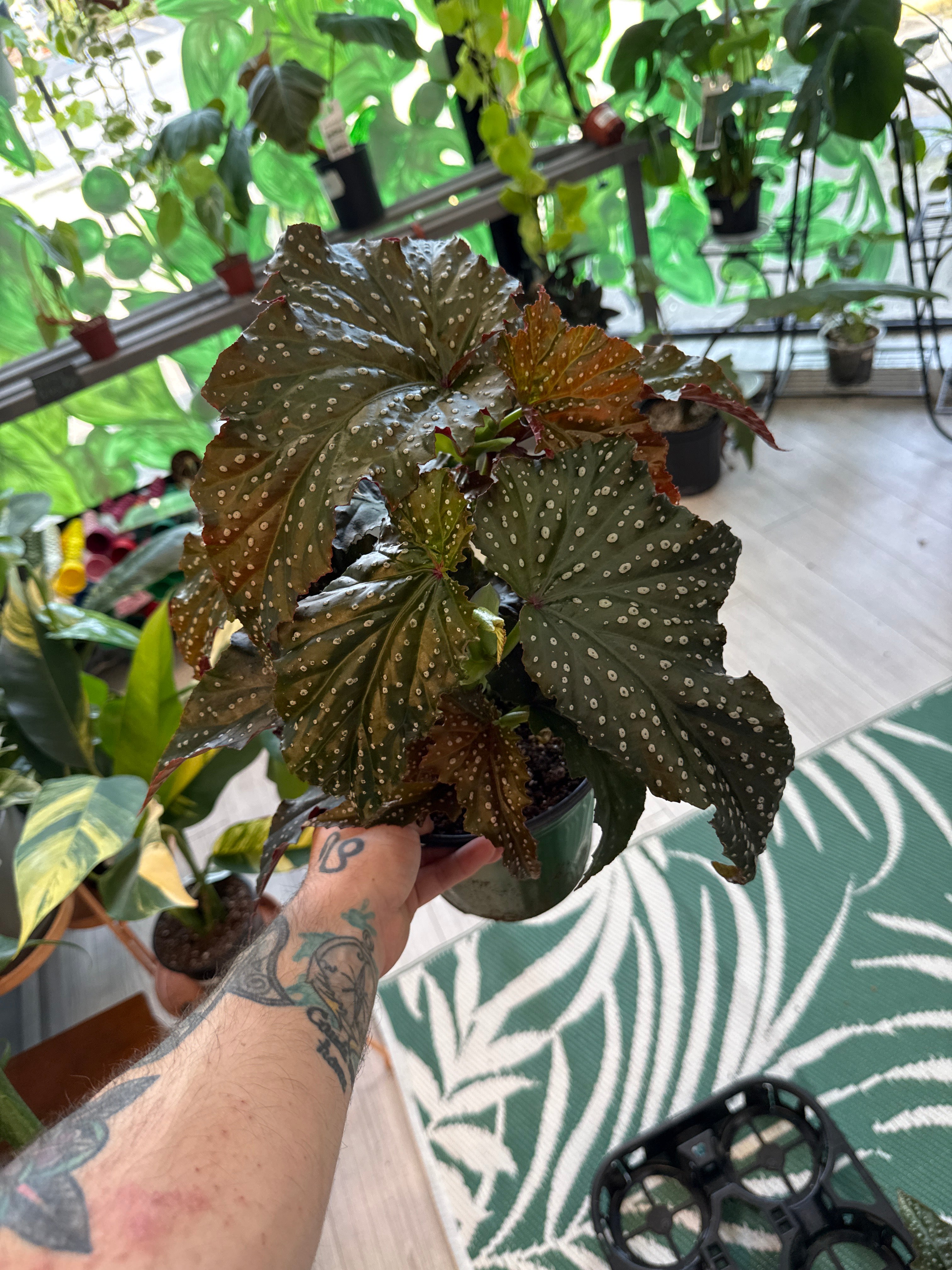 Begonia Fannie Moser