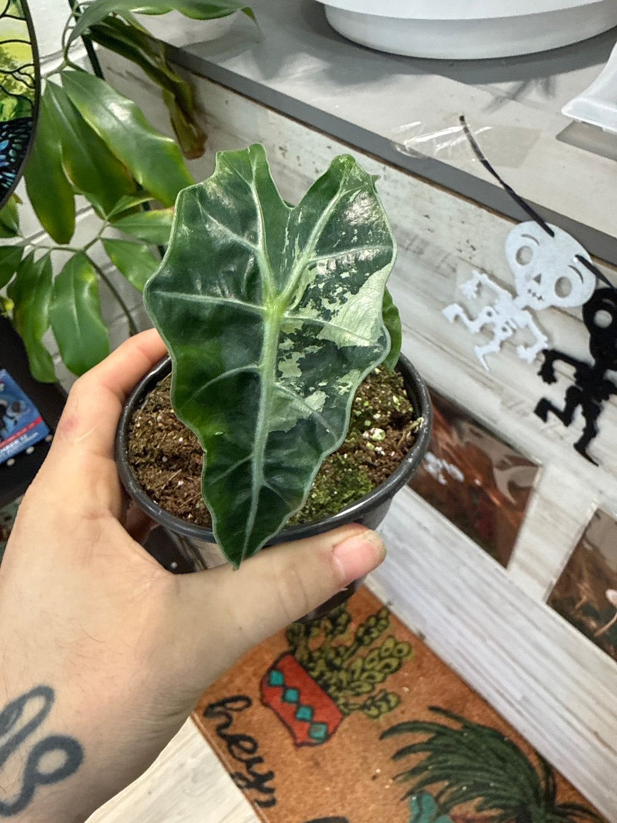 Alocasia Pink Polly Snow Superb