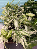 Syngonium Starlite