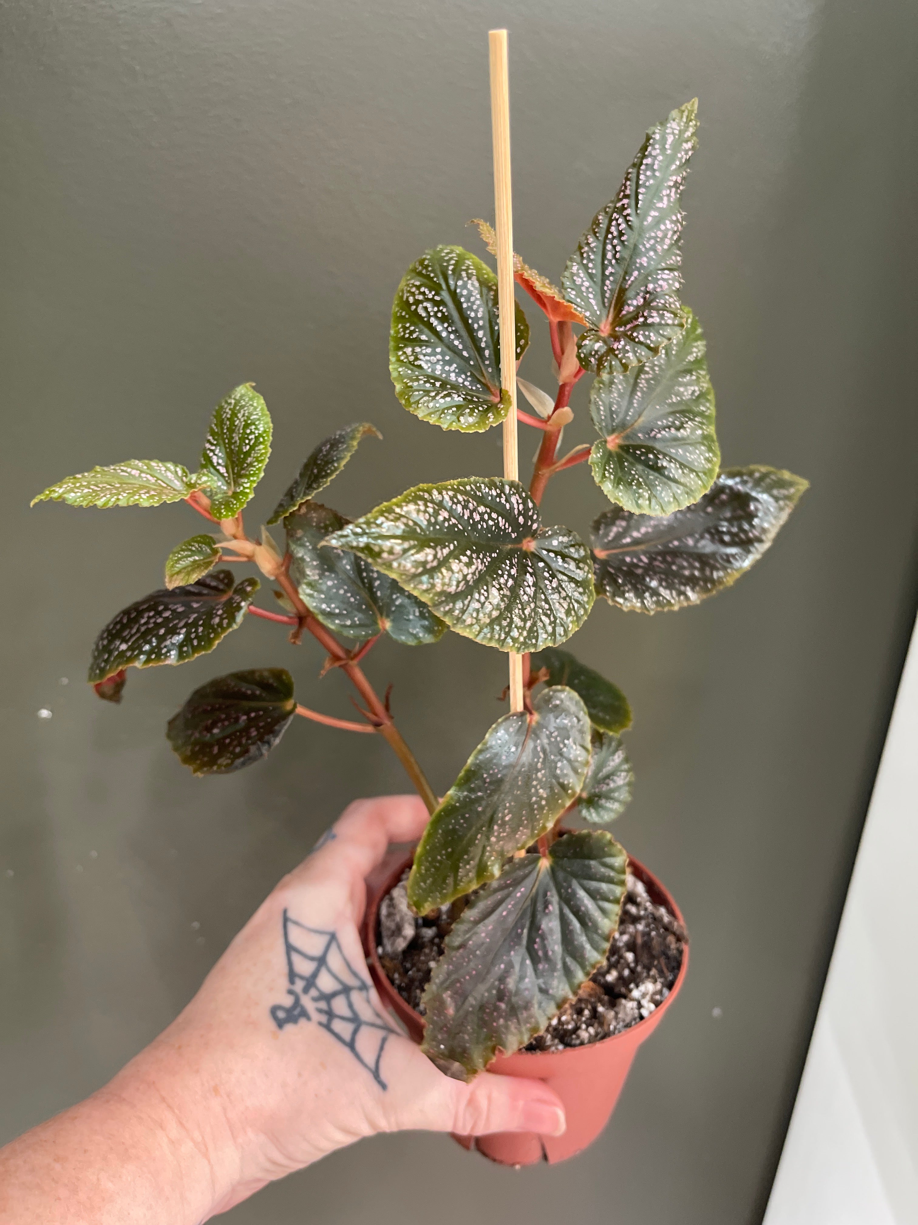 Begonia Benigo Pink