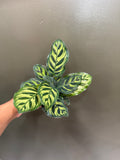 Calathea Makoyana