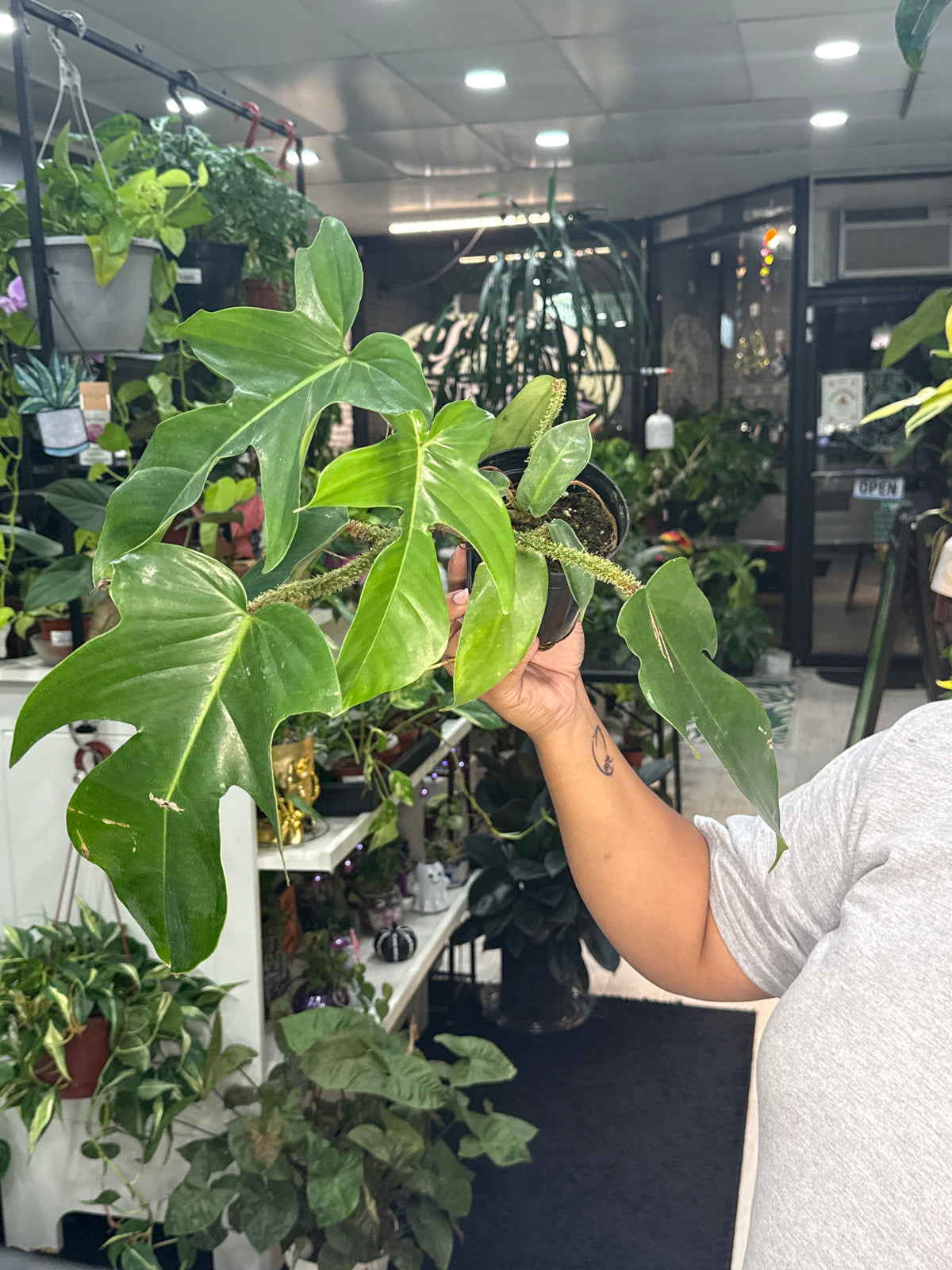 Philodendron Squamiferum