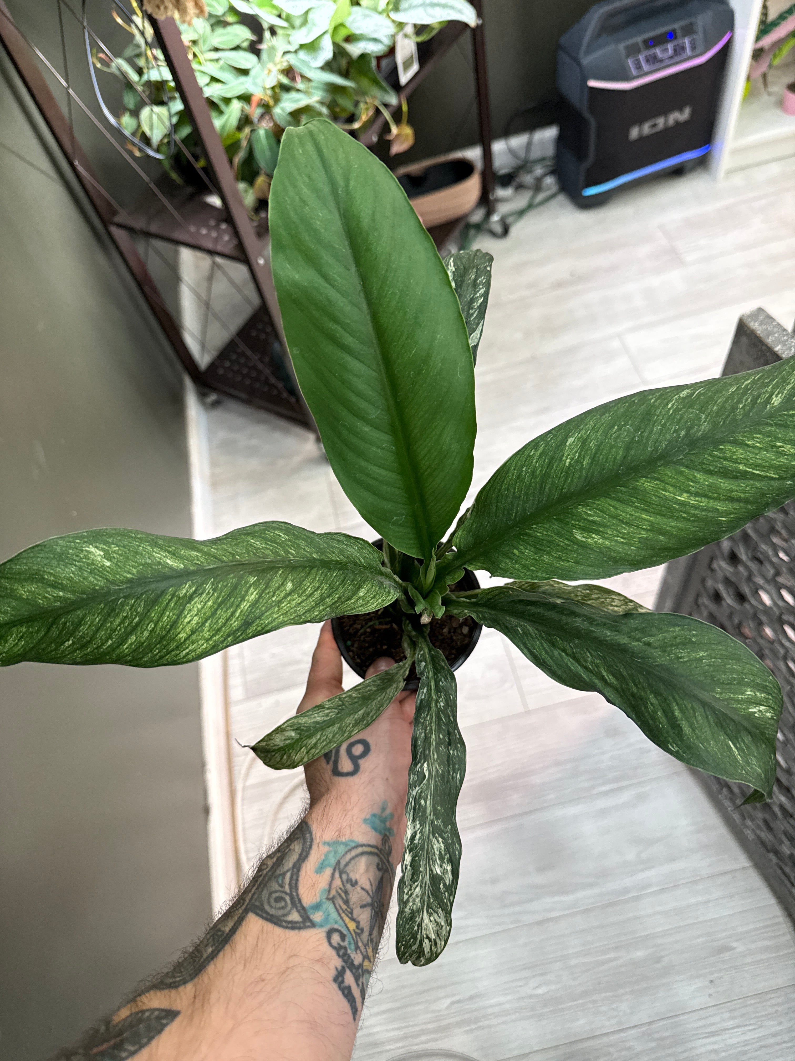 Spathiphyllum Variegated Sensation