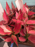 Aglaonema Suksom Jaipong Red