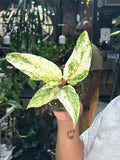 Anthurium Hookeri Variegated