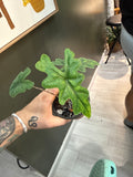 Alocasia Jacklyn