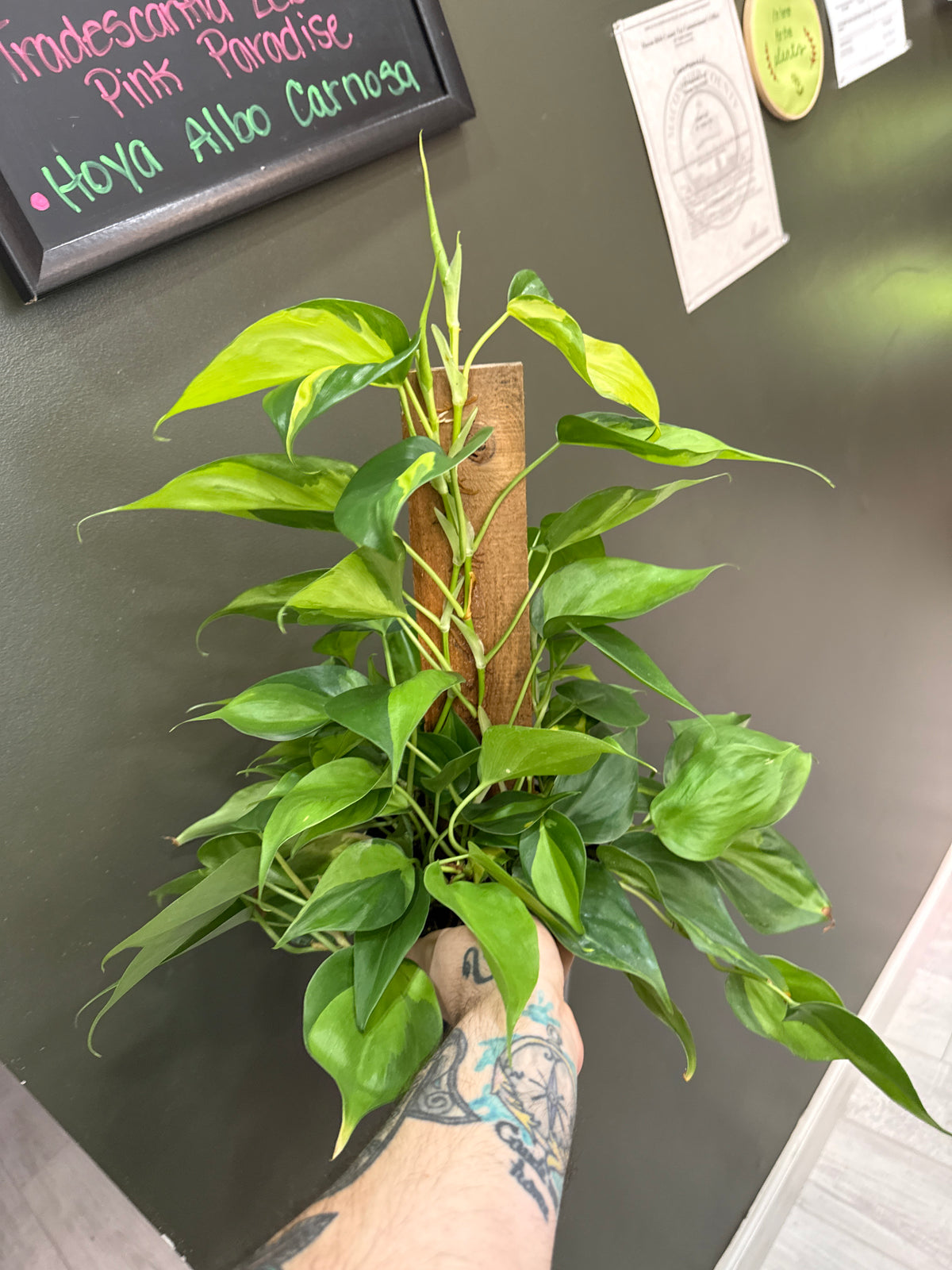 Philodendron Brasil