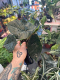 Alocasia Green Unicorn