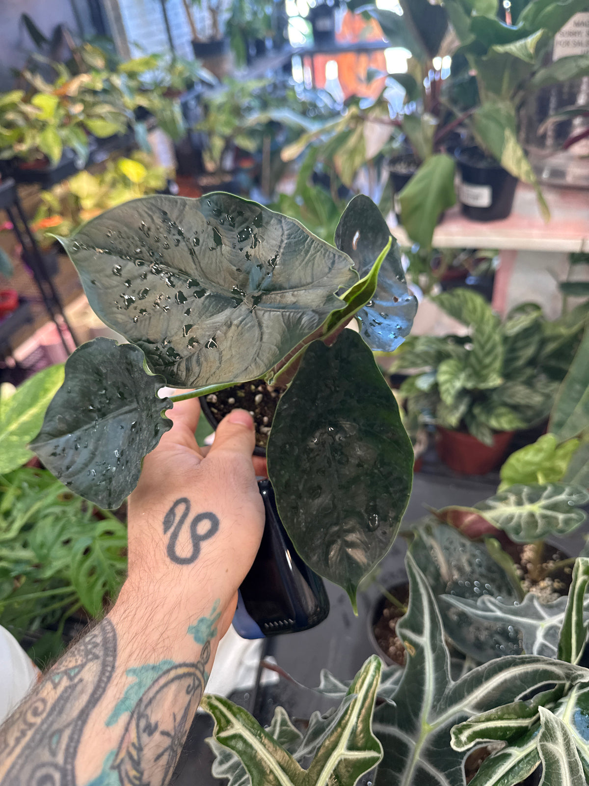 Alocasia Green Unicorn