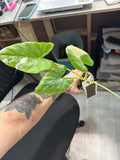 Alocasia Machorriza Albo