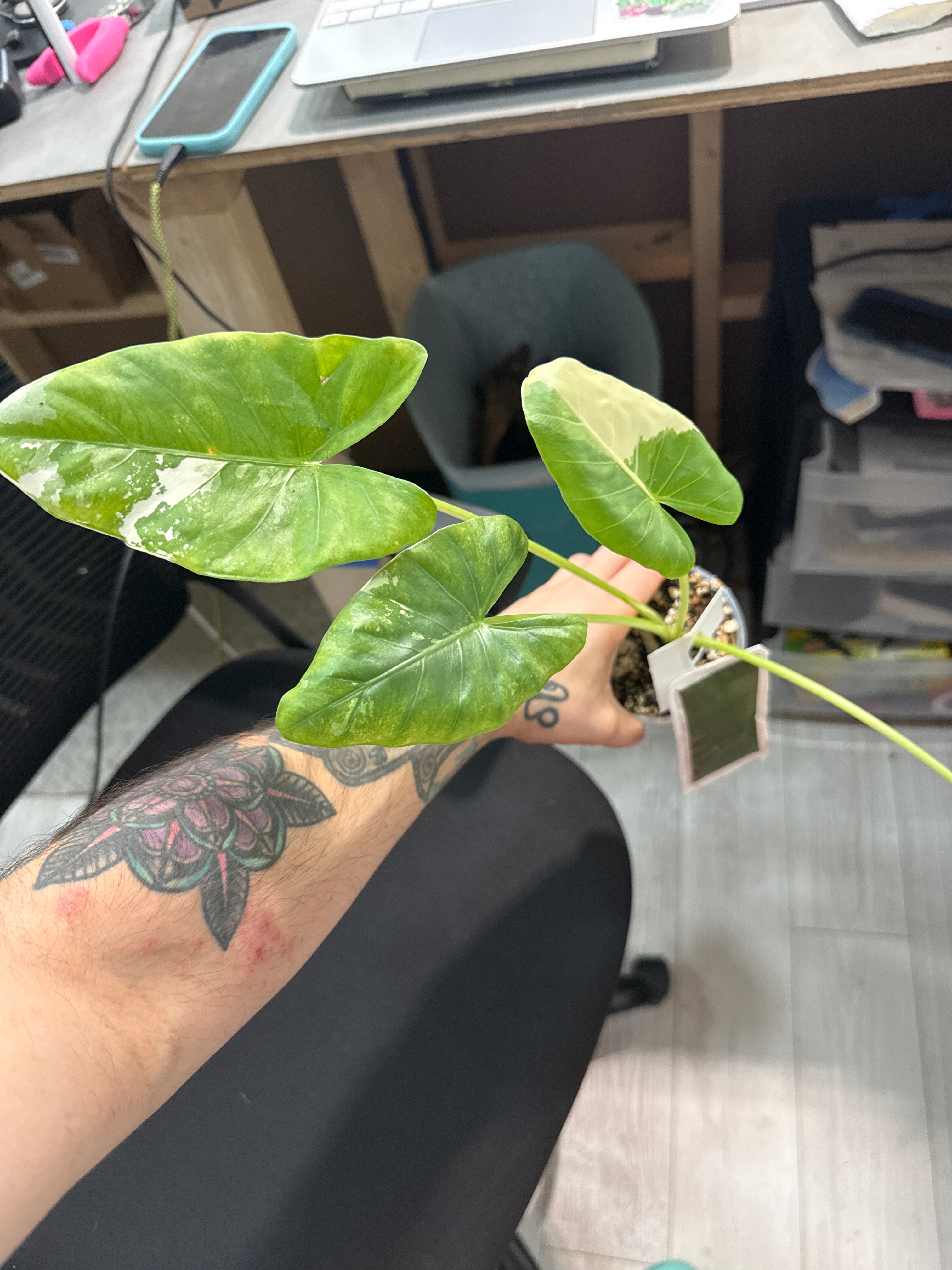 Alocasia Machorriza Albo
