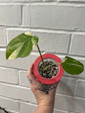 Monstera Crème Brûlée #2